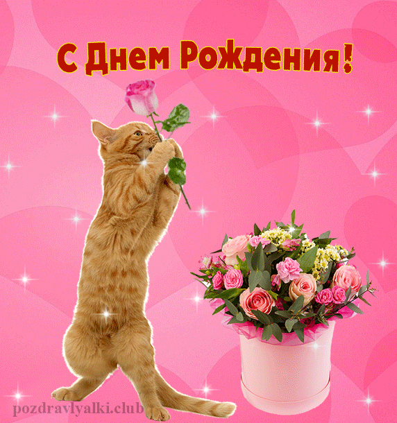 Открытка С Днем Рождения Рыжий кот и цветы гифка