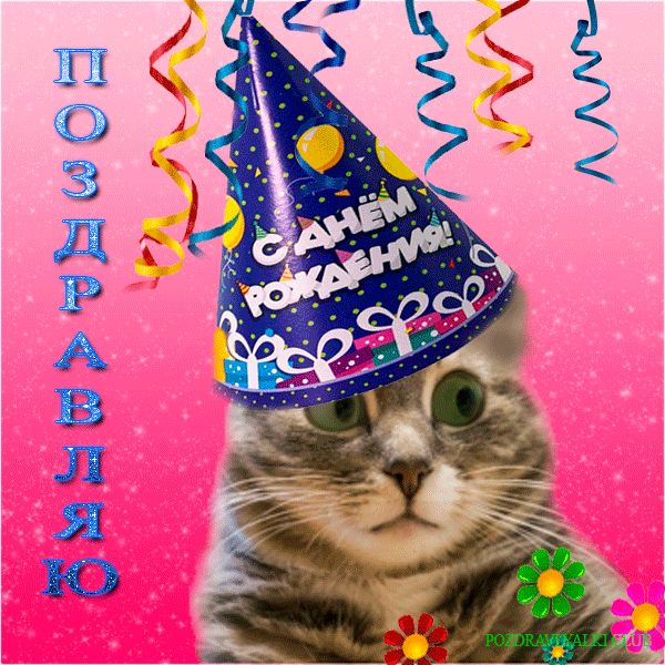 Прикольная открытка с днем рождения - кот шапка