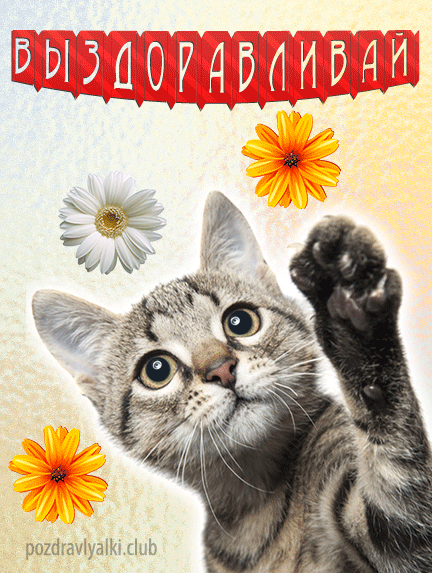 Выздоравливай не болей открытка — котик и яркие цветы