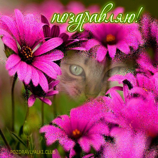 Поздравительная открытка с цветами и котиком