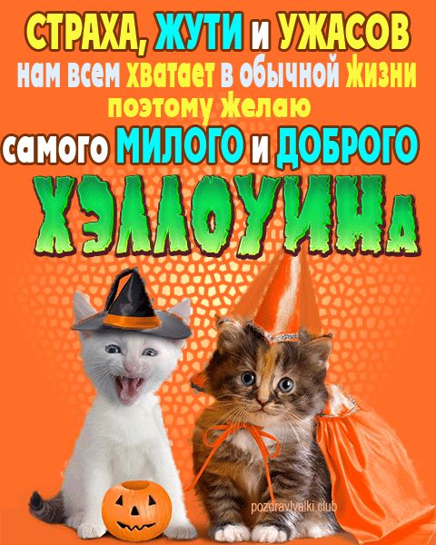 Милого и доброго хэллоуина открытка с котятами