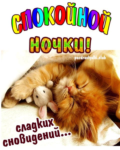 Спокойной ночки сладких сновидений открытка с котиком